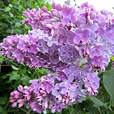 Сирень ОЛЯ  Сирень ОЛЯ в Череповце