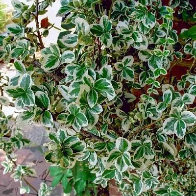 Бересклет ВАРИЕГАТУС форчуна  Бересклет ВАРИЕГАТУС форчуна в Череповце