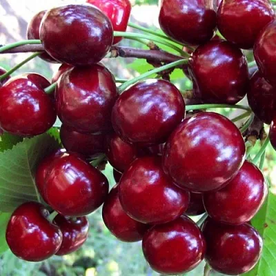 Вишня ЖУКОВСКАЯ в Череповце