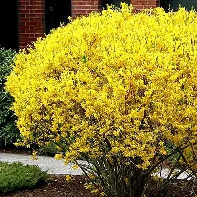 Форзиция ЛИНВУД  Форзиция ЛИНВУД в Череповце