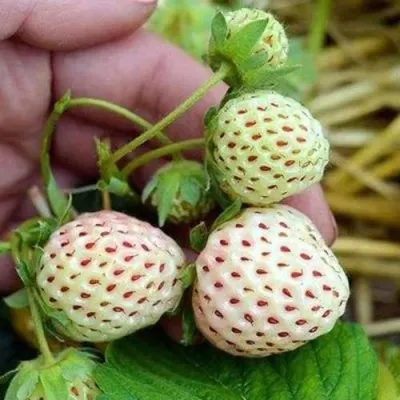 Клубника АНАНАСА ремонтантная в Череповце