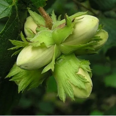 Фундук ТАМБОВСКИЙ ПОЗДНИЙ  Фундук ТАМБОВСКИЙ ПОЗДНИЙ в Череповце