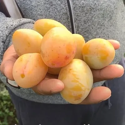 Слива ЯХОНТОВАЯ  Слива ЯХОНТОВАЯ в Череповце