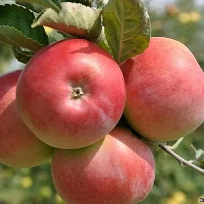 Яблоня ВЭМ-РОЗОВЫЙ  Яблоня ВЭМ-РОЗОВЫЙ в Череповце