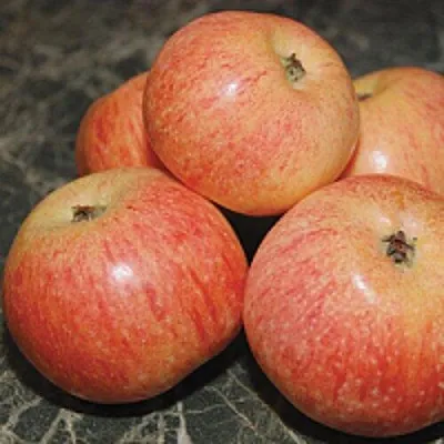 Яблоня КОНФЕТНОЕ  Яблоня КОНФЕТНОЕ в Череповце