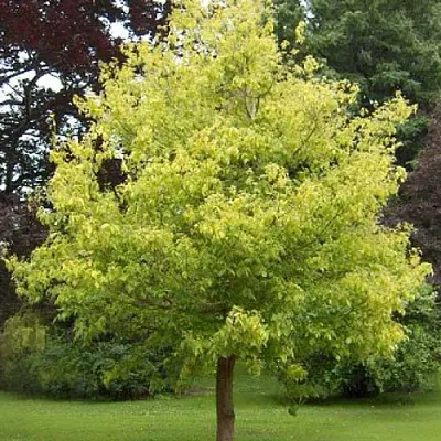 Клен ясенелистный  Клен ясенелистный в Череповце