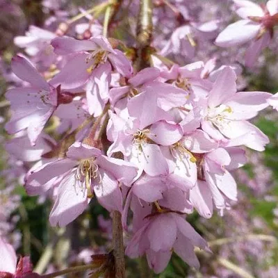 Сакура ПЕНДУЛА РУБРА в Череповце