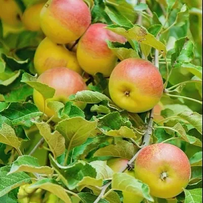 Яблоня ПАМЯТЬ БЛЫНСКОГО колонновидная  Яблоня ПАМЯТЬ БЛЫНСКОГО колонновидная в Череповце