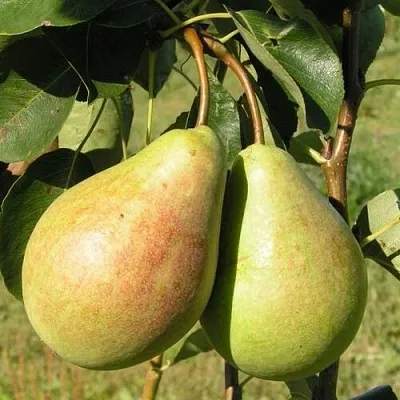 Груша ДУХМЯНАЯ  Груша ДУХМЯНАЯ в Череповце
