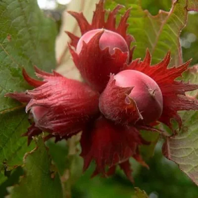 Фундук МОСКОВСКИЙ РУБИН  Фундук МОСКОВСКИЙ РУБИН в Череповце