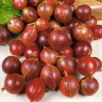 Крыжовник ОЛАВИ (ХИННОНМАЕН ПУНАЙНЕН)  Крыжовник ОЛАВИ (ХИННОНМАЕН ПУНАЙНЕН) в Череповце