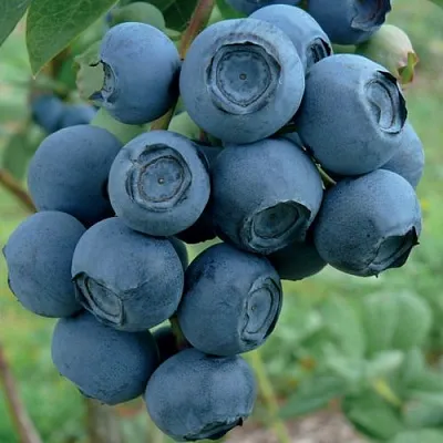 Голубика РУБЕЛ  Голубика РУБЕЛ в Череповце