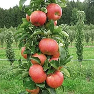 Яблоня ЯНТАРНОЕ ОЖЕРЕЛЬЕ колонновидная  Яблоня ЯНТАРНОЕ ОЖЕРЕЛЬЕ колонновидная в Череповце