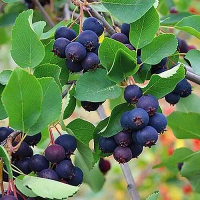 Ирга THIESSEN в Череповце