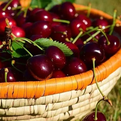 Вишня НЕСВИЖСКАЯ в Череповце