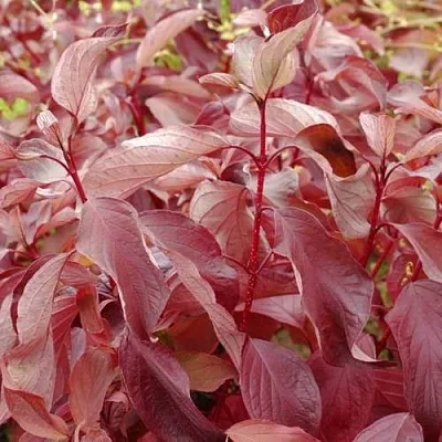 Дерен КРАСНЫЙ  Дерен КРАСНЫЙ в Череповце