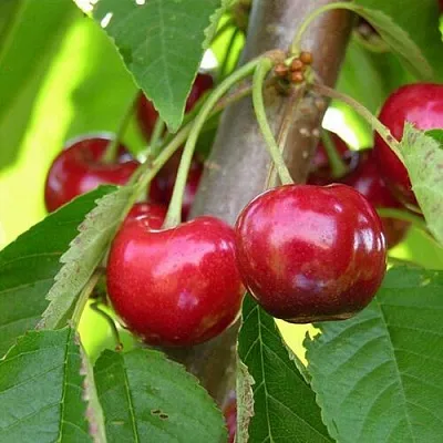 Черешня 15-26-5  Черешня 15-26-5 в Череповце