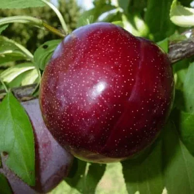 ШАРАФУГА  ШАРАФУГА в Череповце