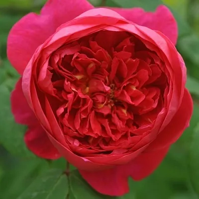 Саженцы роз БЕНДЖАМИН БРИТТЕН шраб  Саженцы роз БЕНДЖАМИН БРИТТЕН шраб в Череповце