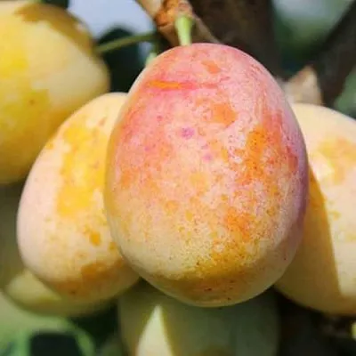 АПРИМИРА  АПРИМИРА в Череповце