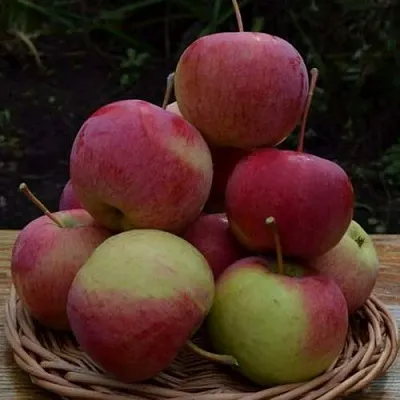 Яблоня РОДНИКОВАЯ  Яблоня РОДНИКОВАЯ в Череповце