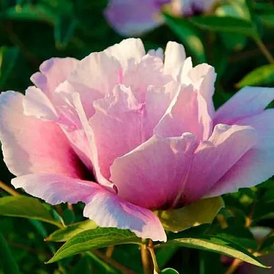 Пион ВРАТА ХРАМА древовидный   Пион ВРАТА ХРАМА древовидный  в Череповце