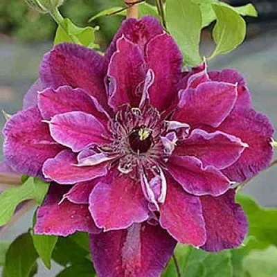 Клематис МАЙ БЬЮТИ  Клематис МАЙ БЬЮТИ в Череповце