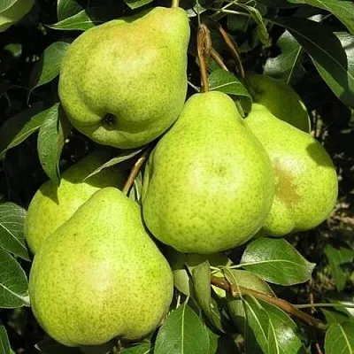 Груша АВГУСТОВСКАЯ РОСА  Груша АВГУСТОВСКАЯ РОСА в Череповце