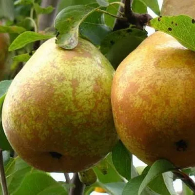 Груша БЕЛОРУСКА  Груша БЕЛОРУСКА в Череповце