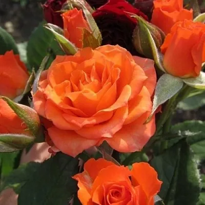 Саженцы роз АЛЕГРИЯ спрей  Саженцы роз АЛЕГРИЯ спрей в Череповце