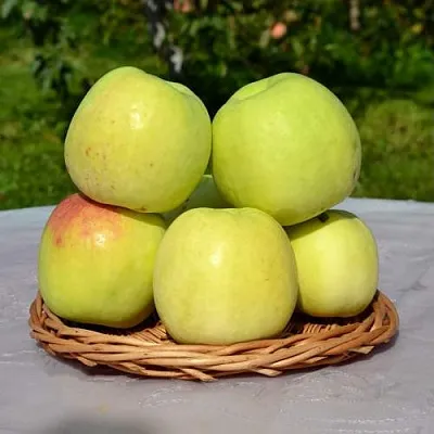 Яблоня БИРСКОЕ ГРУШЕВОЕ (БИЧИК)  Яблоня БИРСКОЕ ГРУШЕВОЕ (БИЧИК) в Череповце