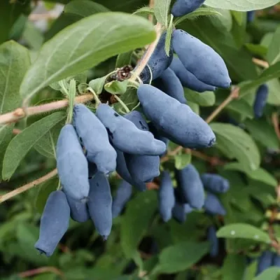 Жимолость съедобная ТОМИ японская в Череповце