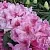 Рододендрон КЛАУДИУС в Череповце