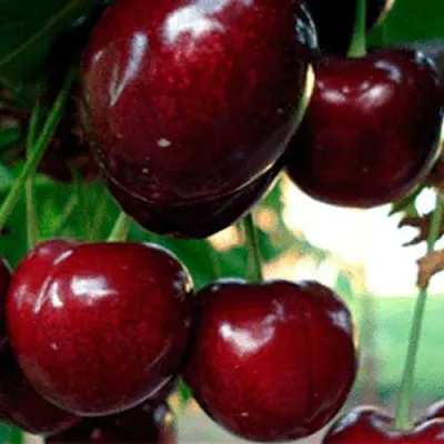 Черешня ВАСИЛИСА  Черешня ВАСИЛИСА в Череповце