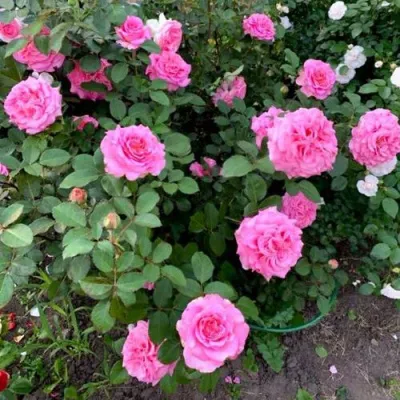 Саженцы роз ЭШЛИ чайно-гибридная — описание сорта Саженцы роз ЭШЛИ чайно-гибридная в Череповце