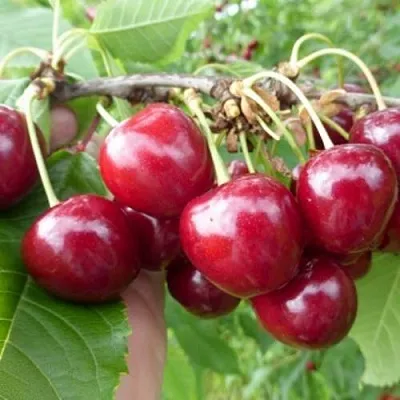 Вишня КОЛОННОВИДНАЯ в Череповце