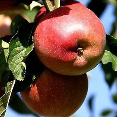 Яблоня АНТЕЙ КИЕВСКИЙ колонновидная  Яблоня АНТЕЙ КИЕВСКИЙ колонновидная в Череповце