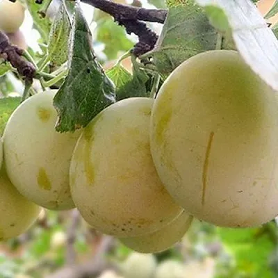 Слива УТРО  Слива УТРО в Череповце