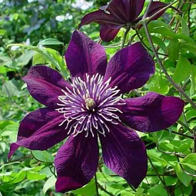 Клематис ПАНТЕР  Клематис ПАНТЕР в Череповце