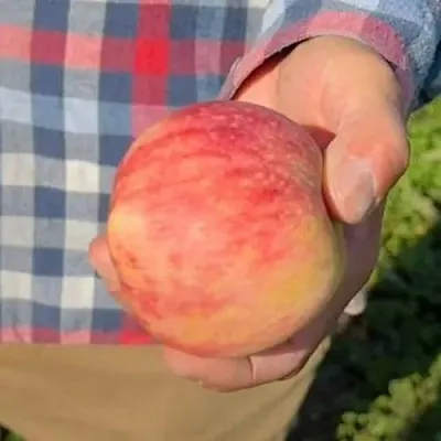 Яблоня ВАСЮГАН колонновидная  Яблоня ВАСЮГАН колонновидная в Череповце