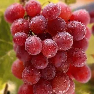 Ранние сорта в Череповце