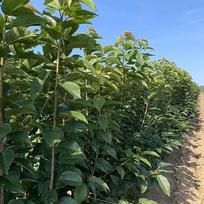 Саженцы оптом  Саженцы оптом в Череповце