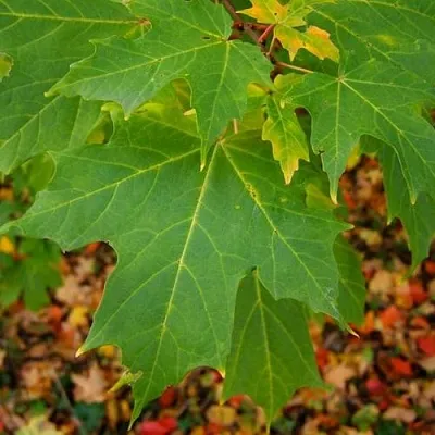 Клен сахарный  Клен сахарный в Череповце