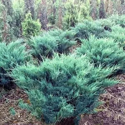 Можжевельник БЛЮ ДАНУБ казацкий  Можжевельник БЛЮ ДАНУБ казацкий в Череповце
