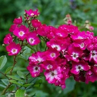 Саженцы роз МАРДЖОРИ ФЕЙР полиантовая  Саженцы роз МАРДЖОРИ ФЕЙР полиантовая в Череповце