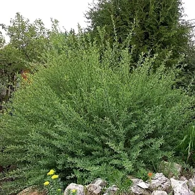 Ива НАНА  пурпурная   Ива НАНА  пурпурная  в Череповце