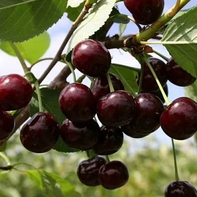 Вишня СВЕРДЛОВЧАНКА степная в Череповце