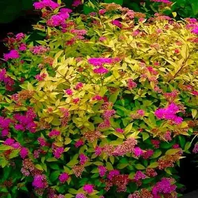 Спирея ГОЛДЕН ПРИНЦЕСС японская  Спирея ГОЛДЕН ПРИНЦЕСС японская в Череповце