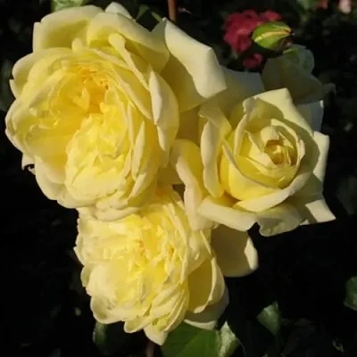 Саженцы роз КАЗИНО плетистая  Саженцы роз КАЗИНО плетистая в Череповце