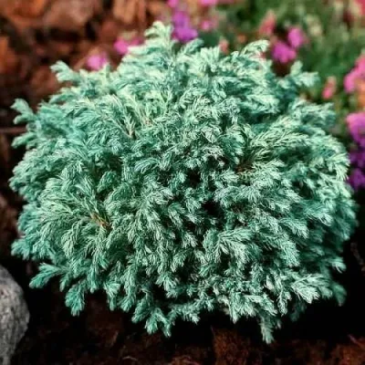 Кипарисовик БЕБИ БЛЮ горохоплодный — описание сорта Кипарисовик БЕБИ БЛЮ горохоплодный в Череповце